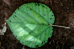  ( - BioBot00630)  @11 [ ] CreativeCommons - Attribution Non-Commercial Share-Alike (2010) Daniel H. Janzen Guanacaste Dry Forest Conservation Fund