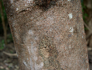  (Cassia grandis - BioBot00631)  @11 [ ] CreativeCommons - Attribution Non-Commercial Share-Alike (2010) Daniel H. Janzen Guanacaste Dry Forest Conservation Fund