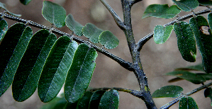  ( - BioBot00631)  @11 [ ] CreativeCommons - Attribution Non-Commercial Share-Alike (2010) Daniel H. Janzen Guanacaste Dry Forest Conservation Fund