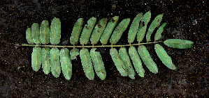  ( - BioBot00631)  @11 [ ] CreativeCommons - Attribution Non-Commercial Share-Alike (2010) Daniel H. Janzen Guanacaste Dry Forest Conservation Fund