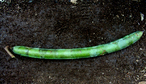  ( - BioBot00631)  @11 [ ] CreativeCommons - Attribution Non-Commercial Share-Alike (2010) Daniel H. Janzen Guanacaste Dry Forest Conservation Fund