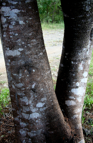  ( - BioBot00632)  @11 [ ] CreativeCommons - Attribution Non-Commercial Share-Alike (2010) Daniel H. Janzen Guanacaste Dry Forest Conservation Fund