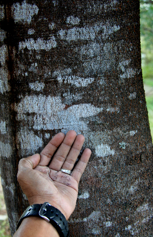  ( - BioBot00632)  @11 [ ] CreativeCommons - Attribution Non-Commercial Share-Alike (2010) Daniel H. Janzen Guanacaste Dry Forest Conservation Fund