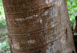  ( - BioBot00633)  @11 [ ] CreativeCommons - Attribution Non-Commercial Share-Alike (2010) Daniel H. Janzen Guanacaste Dry Forest Conservation Fund