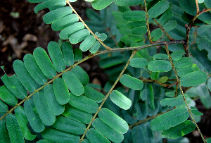  ( - BioBot00633)  @11 [ ] CreativeCommons - Attribution Non-Commercial Share-Alike (2010) Daniel H. Janzen Guanacaste Dry Forest Conservation Fund