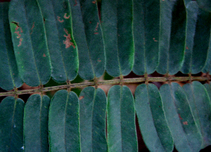  ( - BioBot00633)  @11 [ ] CreativeCommons - Attribution Non-Commercial Share-Alike (2010) Daniel H. Janzen Guanacaste Dry Forest Conservation Fund