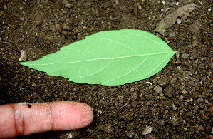  ( - BioBot00651)  @11 [ ] CreativeCommons - Attribution Non-Commercial Share-Alike (2010) Daniel H. Janzen Guanacaste Dry Forest Conservation Fund