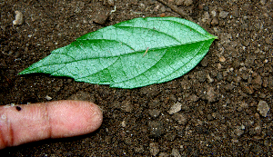  ( - BioBot00651)  @11 [ ] CreativeCommons - Attribution Non-Commercial Share-Alike (2010) Daniel H. Janzen Guanacaste Dry Forest Conservation Fund