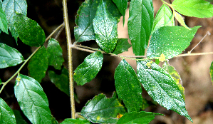  ( - BioBot00652)  @11 [ ] CreativeCommons - Attribution Non-Commercial Share-Alike (2010) Daniel H. Janzen Guanacaste Dry Forest Conservation Fund