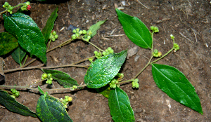  ( - BioBot00652)  @11 [ ] CreativeCommons - Attribution Non-Commercial Share-Alike (2010) Daniel H. Janzen Guanacaste Dry Forest Conservation Fund