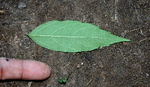  ( - BioBot00652)  @11 [ ] CreativeCommons - Attribution Non-Commercial Share-Alike (2010) Daniel H. Janzen Guanacaste Dry Forest Conservation Fund
