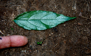  ( - BioBot00652)  @11 [ ] CreativeCommons - Attribution Non-Commercial Share-Alike (2010) Daniel H. Janzen Guanacaste Dry Forest Conservation Fund