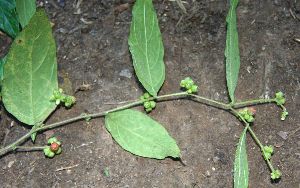  ( - BioBot00652)  @11 [ ] CreativeCommons - Attribution Non-Commercial Share-Alike (2010) Daniel H. Janzen Guanacaste Dry Forest Conservation Fund