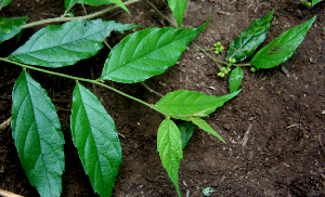  ( - BioBot00653)  @11 [ ] CreativeCommons - Attribution Non-Commercial Share-Alike (2010) Daniel H. Janzen Guanacaste Dry Forest Conservation Fund
