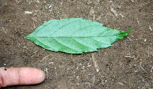  ( - BioBot00653)  @11 [ ] CreativeCommons - Attribution Non-Commercial Share-Alike (2010) Daniel H. Janzen Guanacaste Dry Forest Conservation Fund