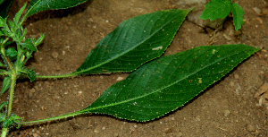  ( - BioBot00654)  @11 [ ] CreativeCommons - Attribution Non-Commercial Share-Alike (2010) Daniel H. Janzen Guanacaste Dry Forest Conservation Fund