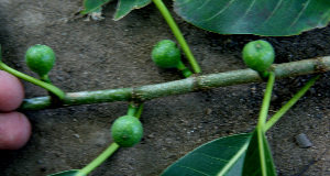  ( - BioBot00669)  @11 [ ] CreativeCommons - Attribution Non-Commercial Share-Alike (2010) Daniel H. Janzen Guanacaste Dry Forest Conservation Fund