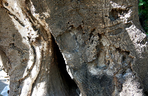  ( - BioBot00670)  @11 [ ] CreativeCommons - Attribution Non-Commercial Share-Alike (2010) Daniel H. Janzen Guanacaste Dry Forest Conservation Fund