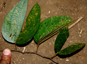  (Bauhinia ungulata - BioBot00675)  @11 [ ] CreativeCommons - Attribution Non-Commercial Share-Alike (2010) Daniel H. Janzen Guanacaste Dry Forest Conservation Fund