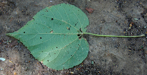  ( - BioBot00693)  @11 [ ] CreativeCommons - Attribution Non-Commercial Share-Alike (2010) Daniel H. Janzen Guanacaste Dry Forest Conservation Fund