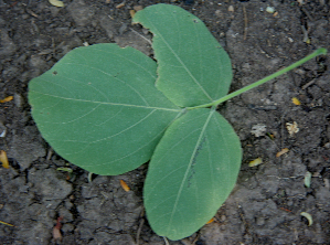  ( - BioBot00699)  @11 [ ] CreativeCommons - Attribution Non-Commercial Share-Alike (2010) Daniel H. Janzen Guanacaste Dry Forest Conservation Fund