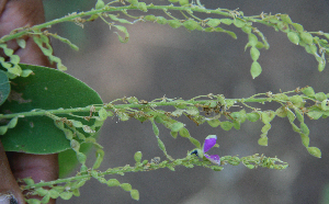  ( - BioBot00700)  @11 [ ] CreativeCommons - Attribution Non-Commercial Share-Alike (2010) Daniel H. Janzen Guanacaste Dry Forest Conservation Fund