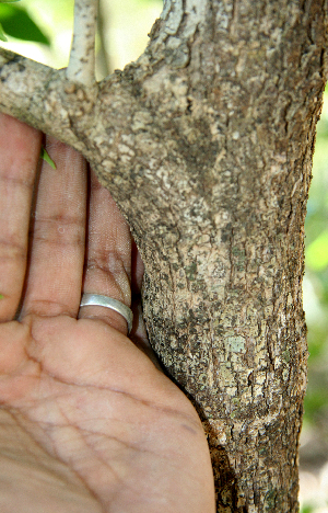  ( - BioBot00710)  @11 [ ] CreativeCommons - Attribution Non-Commercial Share-Alike (2010) Daniel H. Janzen Guanacaste Dry Forest Conservation Fund