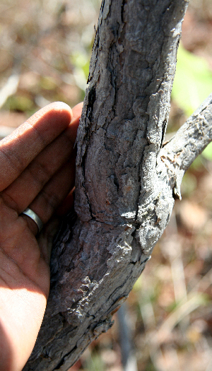  ( - BioBot00712)  @11 [ ] CreativeCommons - Attribution Non-Commercial Share-Alike (2010) Daniel H. Janzen Guanacaste Dry Forest Conservation Fund