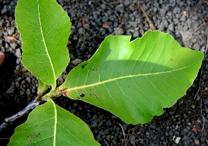  ( - BioBot00712)  @11 [ ] CreativeCommons - Attribution Non-Commercial Share-Alike (2010) Daniel H. Janzen Guanacaste Dry Forest Conservation Fund