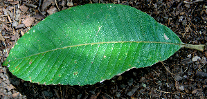  ( - BioBot00714)  @11 [ ] CreativeCommons - Attribution Non-Commercial Share-Alike (2010) Daniel H. Janzen Guanacaste Dry Forest Conservation Fund