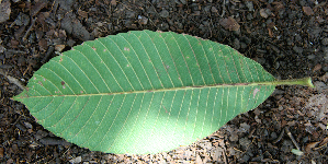  ( - BioBot00714)  @11 [ ] CreativeCommons - Attribution Non-Commercial Share-Alike (2010) Daniel H. Janzen Guanacaste Dry Forest Conservation Fund