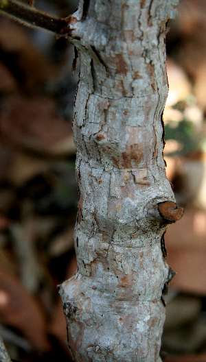  ( - BioBot00715)  @11 [ ] CreativeCommons - Attribution Non-Commercial Share-Alike (2010) Daniel H. Janzen Guanacaste Dry Forest Conservation Fund