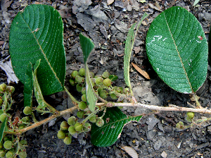  ( - BioBot00715)  @11 [ ] CreativeCommons - Attribution Non-Commercial Share-Alike (2010) Daniel H. Janzen Guanacaste Dry Forest Conservation Fund