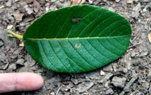  ( - BioBot00715)  @11 [ ] CreativeCommons - Attribution Non-Commercial Share-Alike (2010) Daniel H. Janzen Guanacaste Dry Forest Conservation Fund