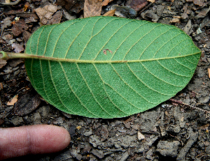  ( - BioBot00715)  @11 [ ] CreativeCommons - Attribution Non-Commercial Share-Alike (2010) Daniel H. Janzen Guanacaste Dry Forest Conservation Fund