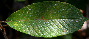  ( - BioBot00716)  @11 [ ] CreativeCommons - Attribution Non-Commercial Share-Alike (2010) Daniel H. Janzen Guanacaste Dry Forest Conservation Fund