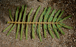  ( - BioBot00723)  @11 [ ] CreativeCommons - Attribution Non-Commercial Share-Alike (2010) Daniel H. Janzen Guanacaste Dry Forest Conservation Fund