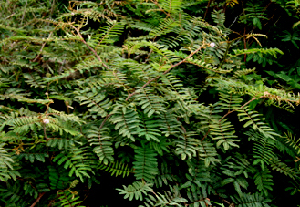  ( - BioBot00724)  @11 [ ] CreativeCommons - Attribution Non-Commercial Share-Alike (2010) Daniel H. Janzen Guanacaste Dry Forest Conservation Fund