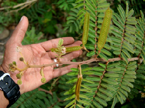  ( - BioBot00724)  @11 [ ] CreativeCommons - Attribution Non-Commercial Share-Alike (2010) Daniel H. Janzen Guanacaste Dry Forest Conservation Fund