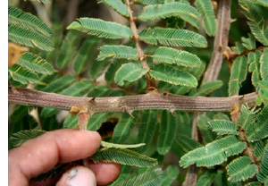  ( - BioBot00724)  @11 [ ] CreativeCommons - Attribution Non-Commercial Share-Alike (2010) Daniel H. Janzen Guanacaste Dry Forest Conservation Fund