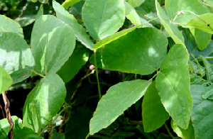  ( - BioBot00729)  @11 [ ] CreativeCommons - Attribution Non-Commercial Share-Alike (2010) Daniel H. Janzen Guanacaste Dry Forest Conservation Fund