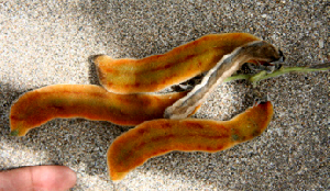  ( - BioBot00729)  @11 [ ] CreativeCommons - Attribution Non-Commercial Share-Alike (2010) Daniel H. Janzen Guanacaste Dry Forest Conservation Fund