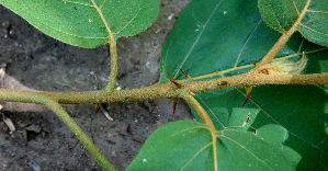  (Solanum Espinoza5665 - BioBot00743)  @11 [ ] CreativeCommons - Attribution Non-Commercial Share-Alike (2010) Daniel H. Janzen Guanacaste Dry Forest Conservation Fund