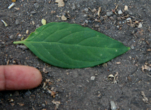  ( - BioBot00748)  @11 [ ] CreativeCommons - Attribution Non-Commercial Share-Alike (2010) Daniel H. Janzen Guanacaste Dry Forest Conservation Fund