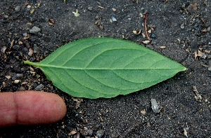  ( - BioBot00748)  @11 [ ] CreativeCommons - Attribution Non-Commercial Share-Alike (2010) Daniel H. Janzen Guanacaste Dry Forest Conservation Fund