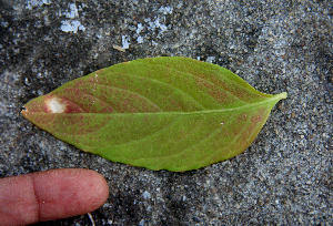  (Alternanthera pubiflora - BioBot00749)  @11 [ ] CreativeCommons - Attribution Non-Commercial Share-Alike (2010) Daniel H. Janzen Guanacaste Dry Forest Conservation Fund