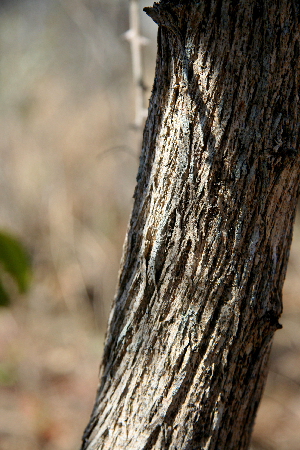  ( - BioBot00757)  @11 [ ] CreativeCommons - Attribution Non-Commercial Share-Alike (2010) Daniel H. Janzen Guanacaste Dry Forest Conservation Fund