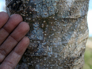  ( - BioBot00767)  @11 [ ] CreativeCommons - Attribution Non-Commercial Share-Alike (2010) Daniel H. Janzen Guanacaste Dry Forest Conservation Fund