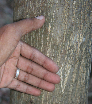  ( - BioBot00768)  @11 [ ] CreativeCommons - Attribution Non-Commercial Share-Alike (2010) Daniel H. Janzen Guanacaste Dry Forest Conservation Fund