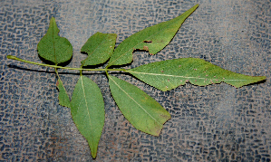  ( - BioBot00768)  @11 [ ] CreativeCommons - Attribution Non-Commercial Share-Alike (2010) Daniel H. Janzen Guanacaste Dry Forest Conservation Fund